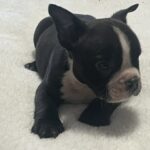 Onyx
