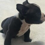 Onyx