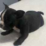 Onyx