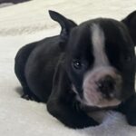 Onyx