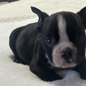 Onyx