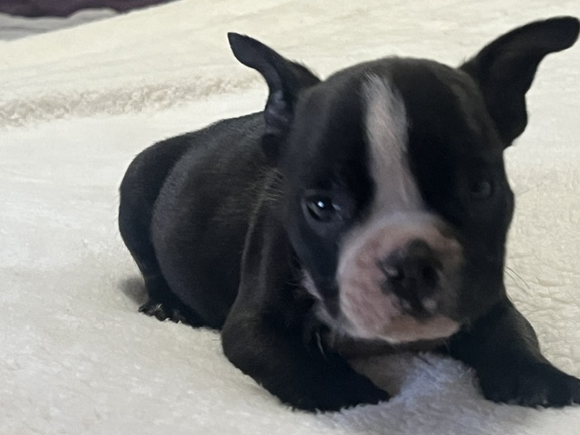 Onyx