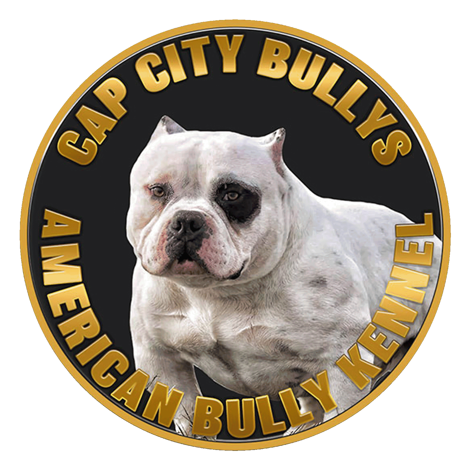 Capcity Bullys